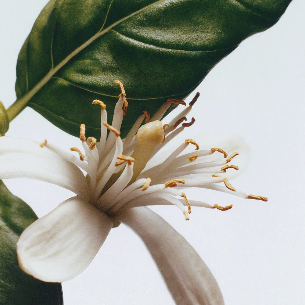 Jo Malone Basil & Neroli Cologne